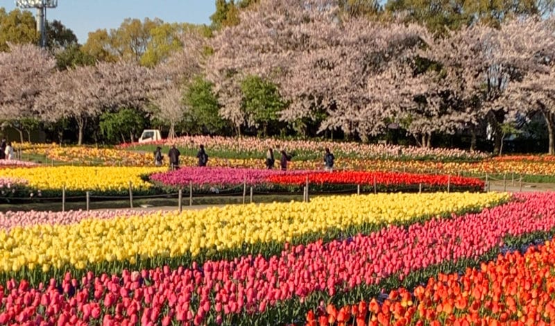 Parque Nabana no Sato | As mais belas flores do Japão